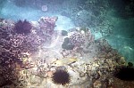 Thumbnail of Seychellen Unterwasser-027.jpg