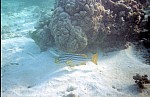 Thumbnail of Seychellen Unterwasser-028.jpg