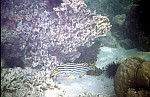 Thumbnail of Seychellen Unterwasser-029.jpg