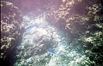 Thumbnail of Seychellen Unterwasser-030.jpg