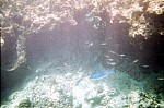 Thumbnail of Seychellen Unterwasser-031.jpg
