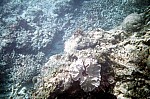 Thumbnail of Seychellen Unterwasser-032.jpg