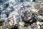 Thumbnail of Seychellen Unterwasser-034.jpg