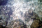 Thumbnail of Seychellen Unterwasser-038.jpg