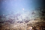 Thumbnail of Seychellen Unterwasser-039.jpg