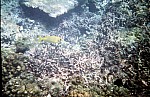 Thumbnail of Seychellen Unterwasser-042.jpg