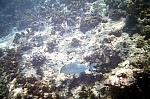Thumbnail of Seychellen Unterwasser-044.jpg