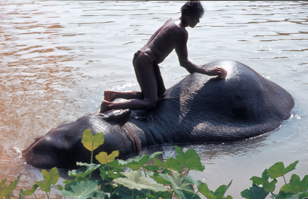 Sri Lanka 1982-02-091.jpg